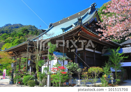 [廣島縣]大聖院觀音堂和晴天的櫻花（宮島） 101515708