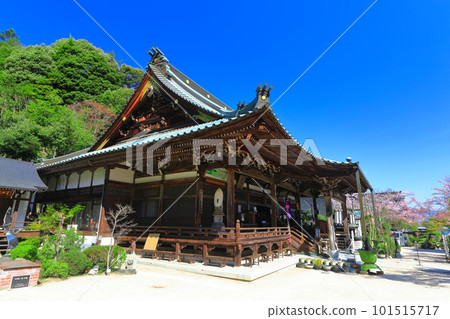 [廣島縣]大聖院觀音堂和晴天的櫻花（宮島） 101515717