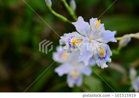 多年生的流蘇鳶尾（鳶尾科） 101515919