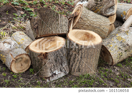 pile of round logs and stumps from a sawn walnut tree 101516058