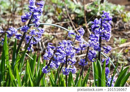 Bright blue-purple hyacinths blooming in the spring garden Bright blue-purple hyacinths blooming in the spring garden 101516067