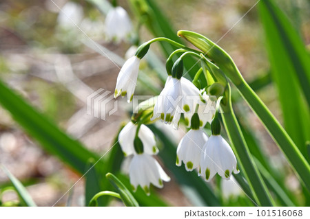 Cute white flowers of snowflake blooming in spring garden 101516068