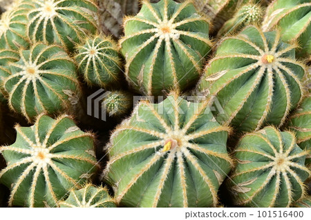 Cactus cultivar Eikanmaru Cactus cultivar Eikanmaru 101516400