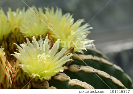 Cactus with yellow flowers, Ferocactus, crowned dragon without thorns Cactus with yellow flowers, Ferocactus, crowned dragon without thorns 101516537