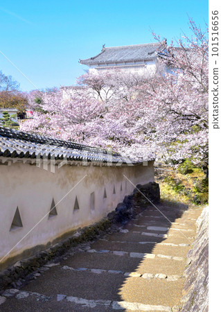 [兵庫]櫻花和姬路城。俗稱白鷺城，是一座金碧輝煌、美麗的白色城堡。它很酷，很漂亮，很可愛。 101516656