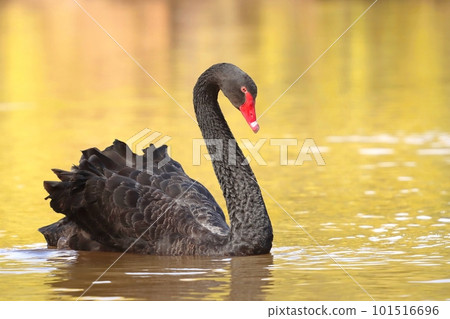 Very beautiful black swan on pond 101516696