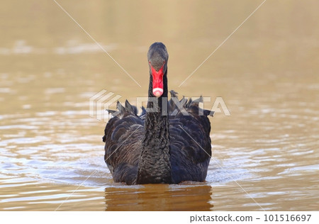 Very beautiful black swan on pond Very beautiful black swan on pond 101516697