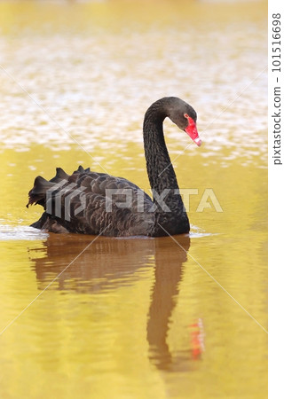 Very beautiful black swan on pond 101516698