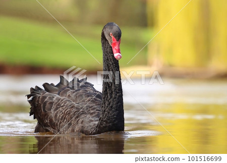 Very beautiful black swan on pond 101516699