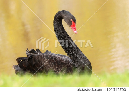 Very beautiful black swan on pond Very beautiful black swan on pond 101516700
