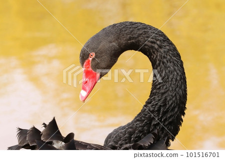 Very beautiful black swan on pond 101516701