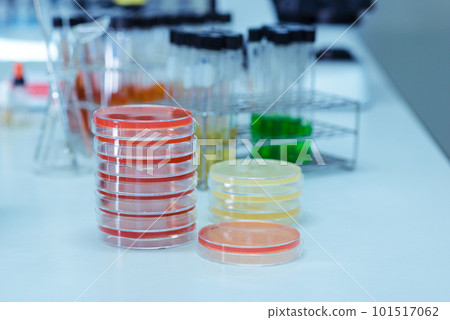 collecting petri dishes with culture medium in the laboratory. collecting petri dishes with culture medium in the laboratory. 101517062