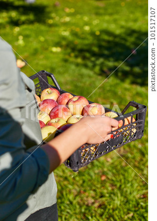 Woman hand holding a crate, box with aed ripe apples 101517107