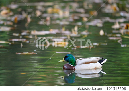 A male mallard swimming on a lake with reflection. Portrait orientation. Mallard (Anas platyrhynchos) in Beckenham, Kent, UK. 101517208