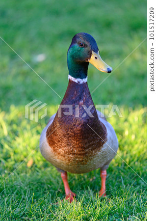 A male mallard standing on grass in a park with evening sunlight. Portrait orientation. Mallard (Anas platyrhynchos) in Beckenham, Kent, UK. A male mallard standing on grass in a park with evening sunlight. Portrait orientation. Mallard (Anas platyrhynchos) in Beckenham, Kent, UK. 101517209