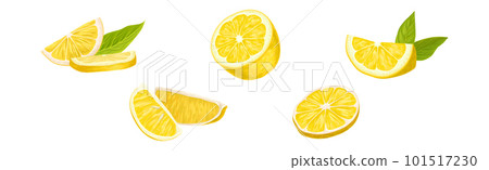Lemon Citrus Fruit with Green Leaf Vector Set 101517230