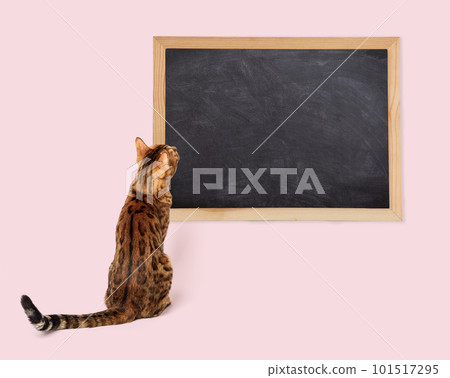 Bengal cat looks at an empty board, rear view. 101517295
