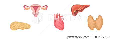 Heart, Pancreas, Thyroid, Liver and Reproductive System as Human Internal Body Part Vector Set Heart, Pancreas, Thyroid, Liver and Reproductive System as Human Internal Body Part Vector Set 101517302