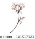White ranunculus peony isolated on white background. Watercolor hand drawn sketch botanical illustration. Art for design 101517323