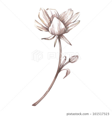 White ranunculus peony isolated on white background. Watercolor hand drawn sketch botanical illustration. Art for design 101517323