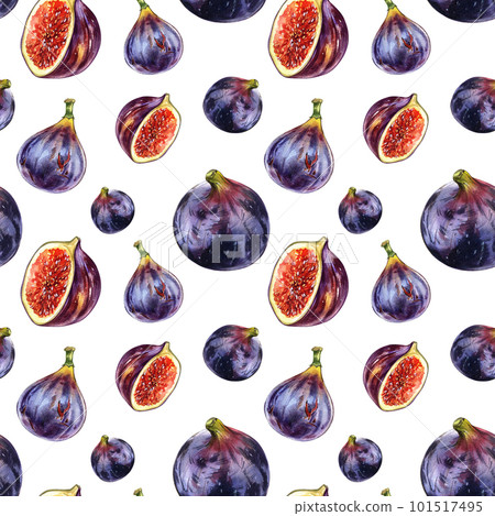 Seamless pattern fig fruit, slice isolated on white. Watercolor hand draw realistic botanic illustration. Art for design 101517495
