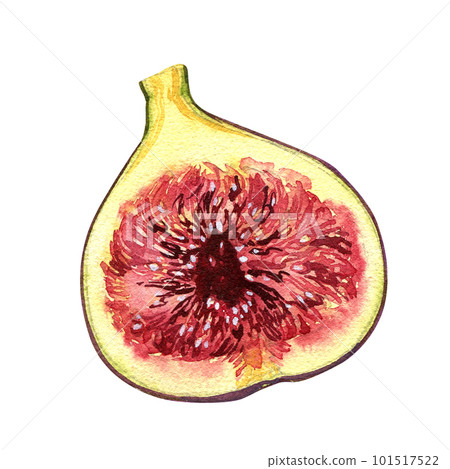 Ripe fig fruit slice isolated on white background. Watercolor handrawing botanic realistic illustration. Art for design 101517522