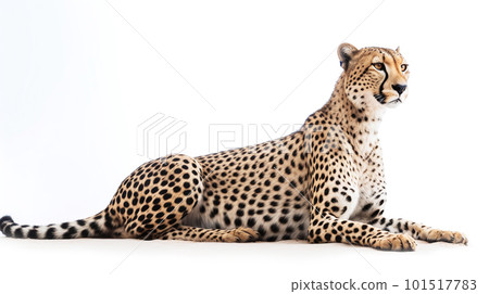 cheetah on white background 101517783