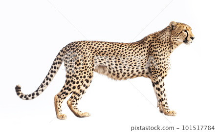 cheetah on white background 101517784