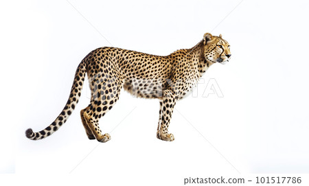 cheetah on white background cheetah on white background 101517786