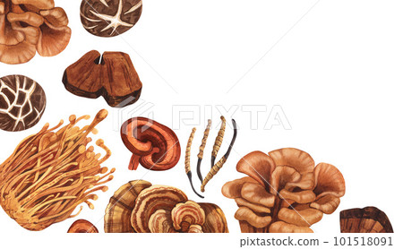 Watercolor medicinal mushroom frame, adaptogenic plant. Hand-drawn illustration isolated on white background. Perfect concept for healthy chinese medicine popular superfood, design packing. 101518091