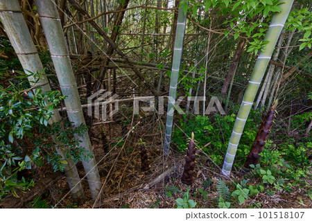 Abandoned bamboo grove image 101518107
