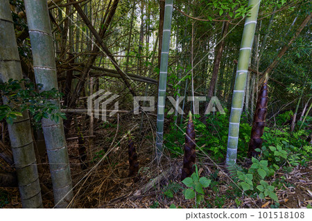 廢棄的竹林圖片 101518108