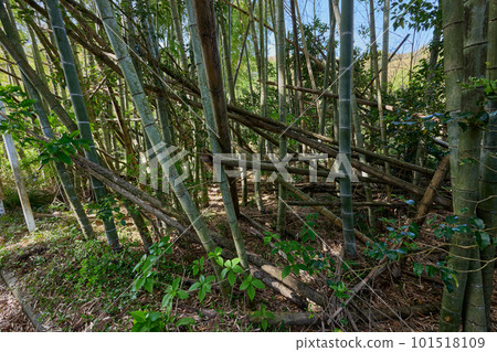 廢棄的竹林圖片 101518109