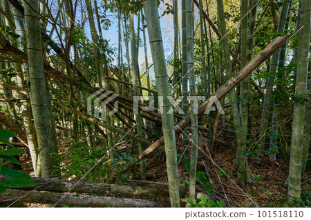 廢棄的竹林圖片 101518110