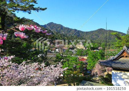 [廣島縣]盛開的櫻花和嚴島神社（宮島） 101518250