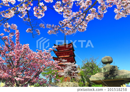 [Hiroshima Prefecture] Cherry blossoms in full bloom and the five-storied pagoda of Itsukushima Shrine (Miyajima) 101518258