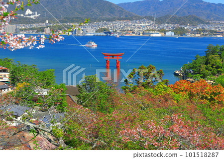 [廣島]盛開的櫻花和嚴島神社的大鳥居（宮島） 101518287