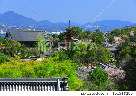 [Hiroshima Prefecture] Cherry blossoms in full bloom, the five-storied pagoda of Itsukushima Shrine and Toyokuni Shrine (Miyajima) 101518296
