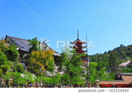 【廣島縣】櫻花盛開、嚴島神社和豐國神社的五重寶塔（宮島） 101518492