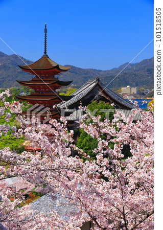 [Hiroshima Prefecture] Cherry blossoms in full bloom, the five-storied pagoda of Itsukushima Shrine and Toyokuni Shrine (Miyajima) 101518505