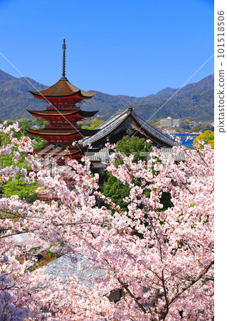 [Hiroshima Prefecture] Cherry blossoms in full bloom, the five-storied pagoda of Itsukushima Shrine and Toyokuni Shrine (Miyajima) 101518506