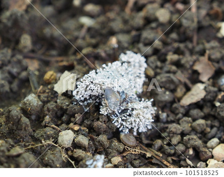 Fungi parasitic on cicadas "Semi porcupinefish" One of cordyceps Fungi parasitic on cicadas "Semi porcupinefish" One of cordyceps 101518525