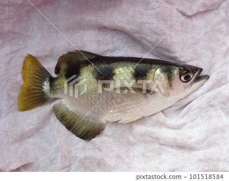 Archerfish (Iriomote Island) endangered species that was also in Japan Archerfish (Iriomote Island) endangered species that was also in Japan 101518584