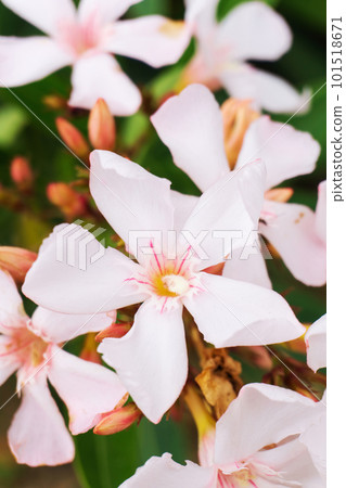 Pale pink oleander flowers close up Pale pink oleander flowers close up 101518671
