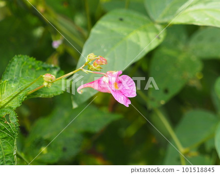 The flower of the impatiens flower, a type of impatiens found in the 21st century The flower of the impatiens flower, a type of impatiens found in the 21st century 101518845