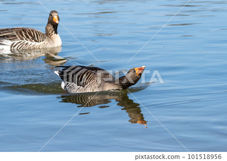 The greylag goose, Anser anser is a species of large goose The greylag goose, Anser anser is a species of large goose 101518956