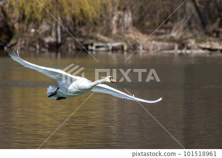 Mute swan, Cygnus olor flying over a lake in the English Garden in Munich, Germany 101518961