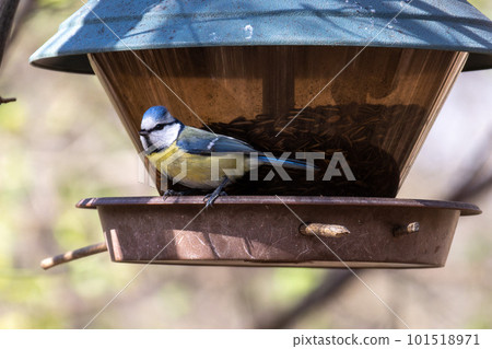 The Eurasian blue tit, Cyanistes caeruleus is a small passerine bird in the tit family, Paridae. 101518971