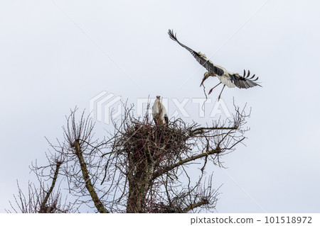 White Stork, Ciconia ciconia on the nest in Oettingen, Swabia, Bavaria, Germany, Europe 101518972