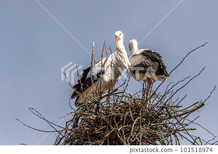 White Stork, Ciconia ciconia on the nest in Oettingen, Swabia, Bavaria, Germany, Europe White Stork, Ciconia ciconia on the nest in Oettingen, Swabia, Bavaria, Germany, Europe 101518974